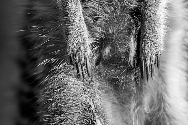 Meerkat claws close up